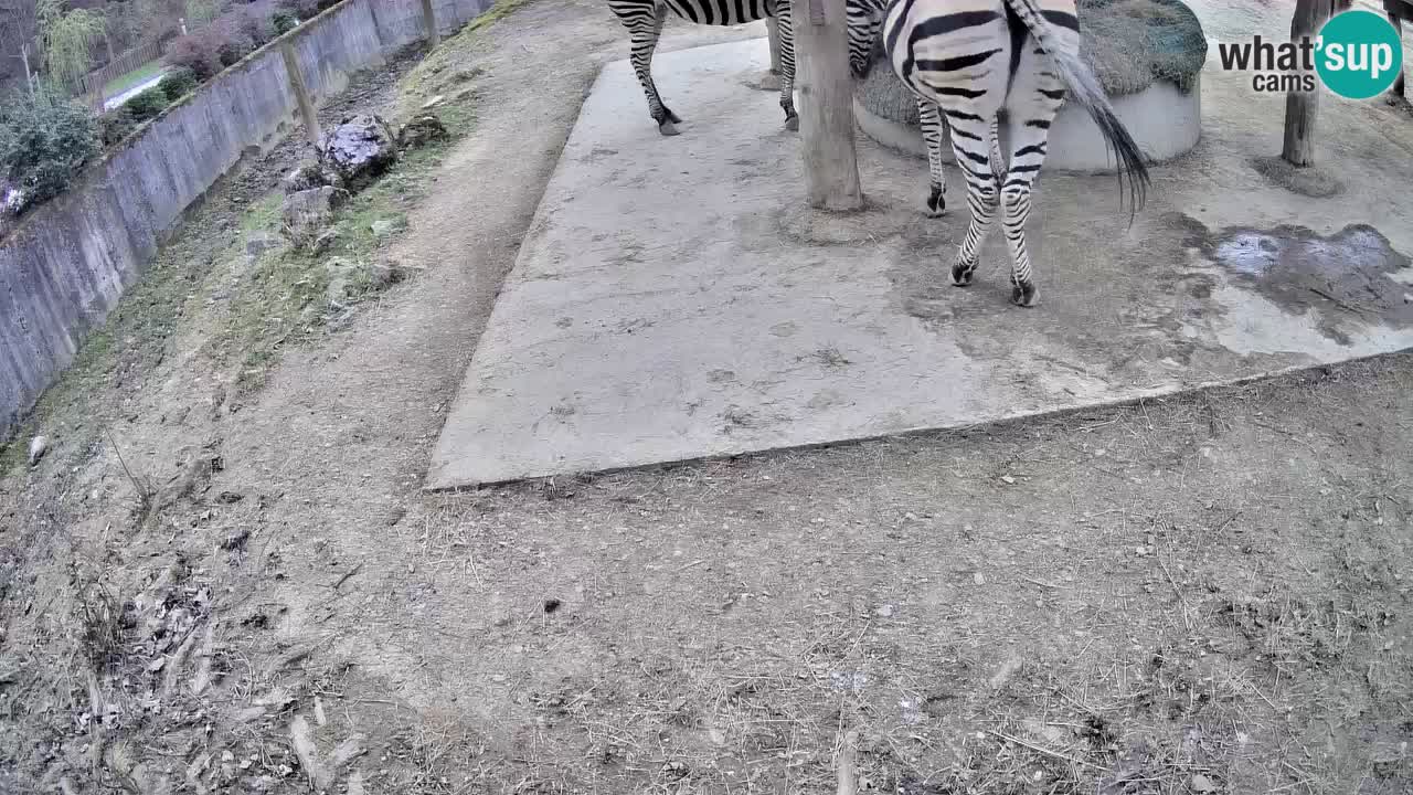 Web kamera uživo Zebras u ZOO Ljubljana – Slovenija