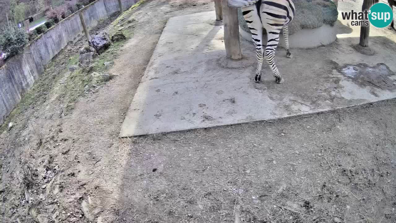 Le Zebre nello ZOO di Ljubljana – Slovenia Live webcam