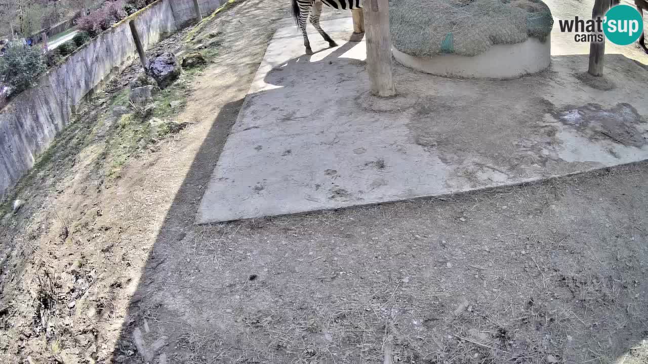 Live webcam Zebras in Ljubljana ZOO – Slovenia