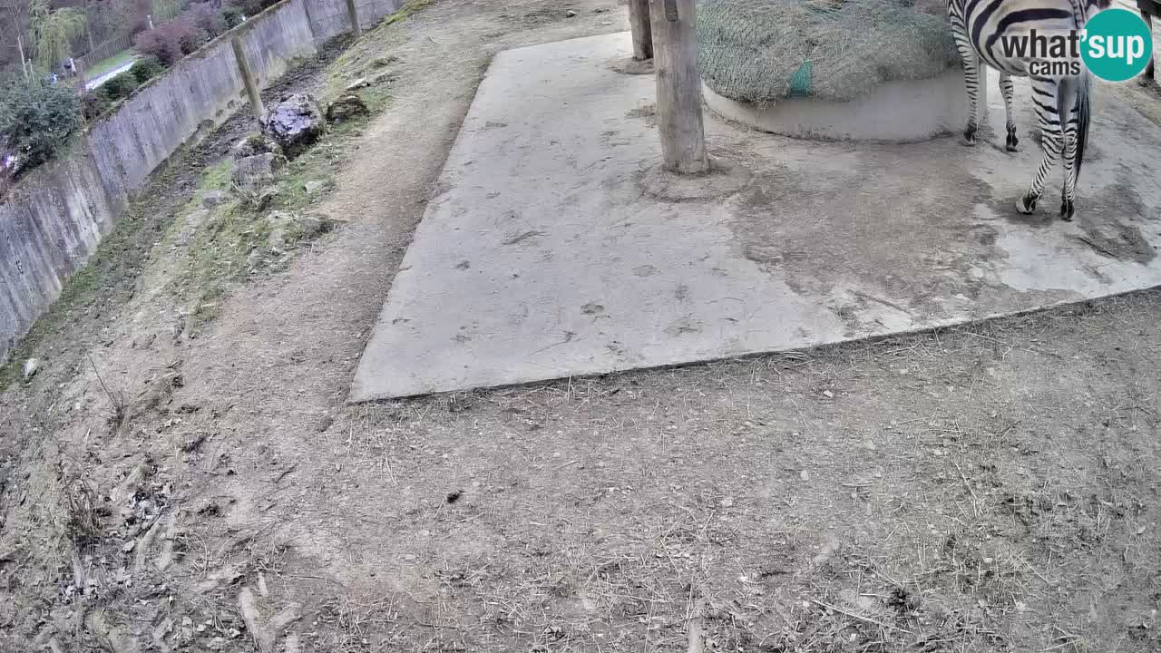 Web kamera uživo Zebras u ZOO Ljubljana – Slovenija