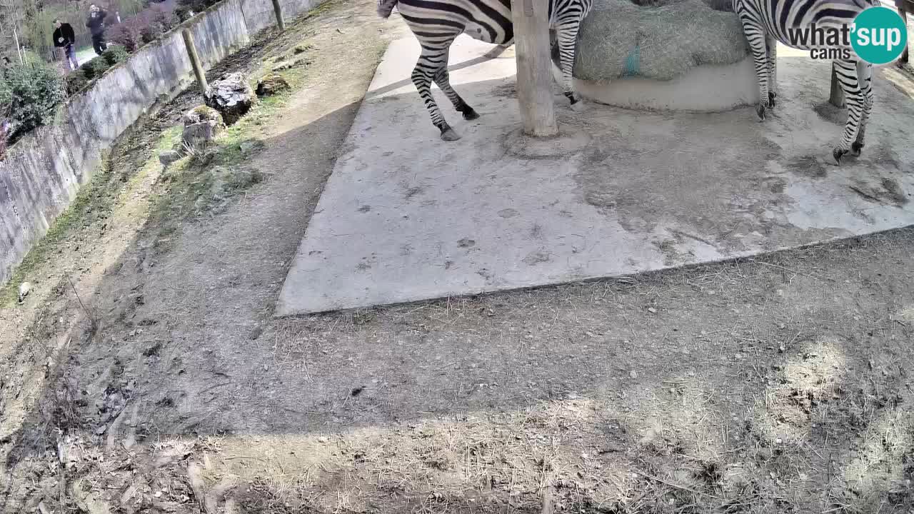Live Webcam Zebras in Ljubljana ZOO – Slowenien