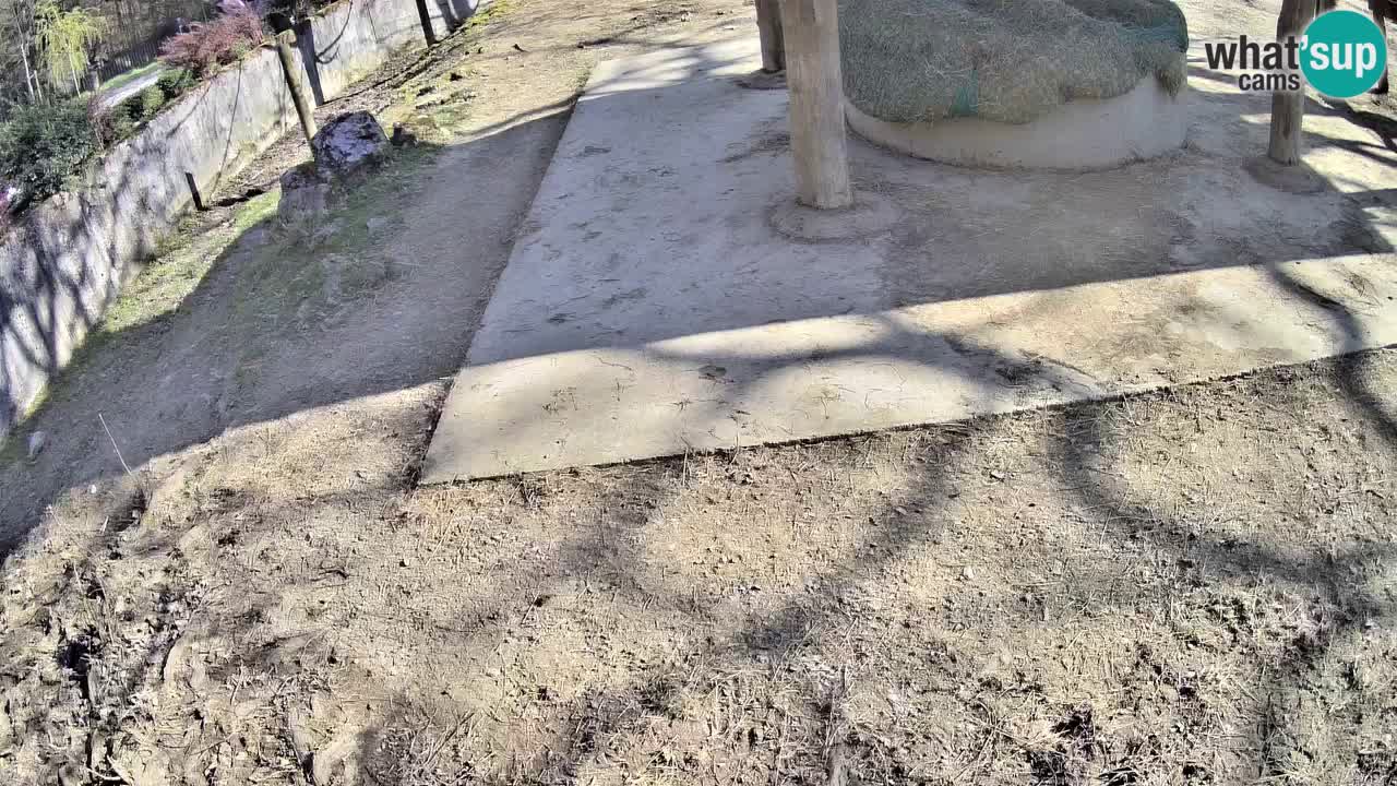 Live Webcam Zebras in Ljubljana ZOO – Slowenien