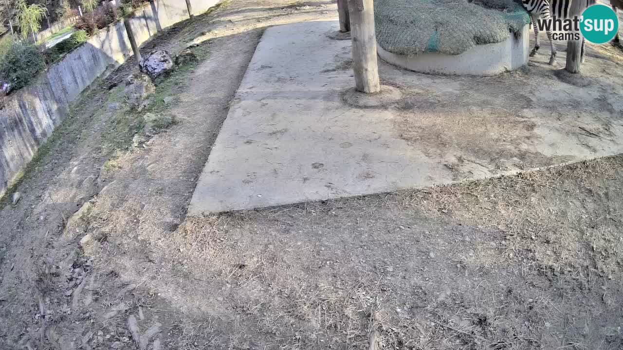 Camera en vivo Cebras in Ljubljana ZOO – Eslovenia