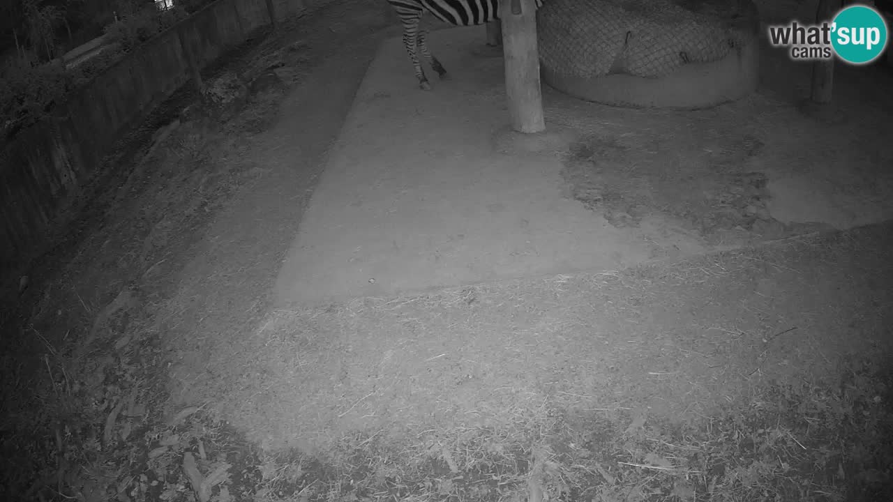 Live webcam Les zèbres in Ljubljana ZOO – Slovénie