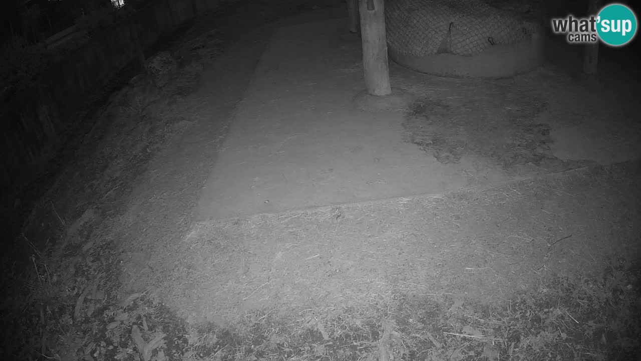 Live webcam Les zèbres in Ljubljana ZOO – Slovénie