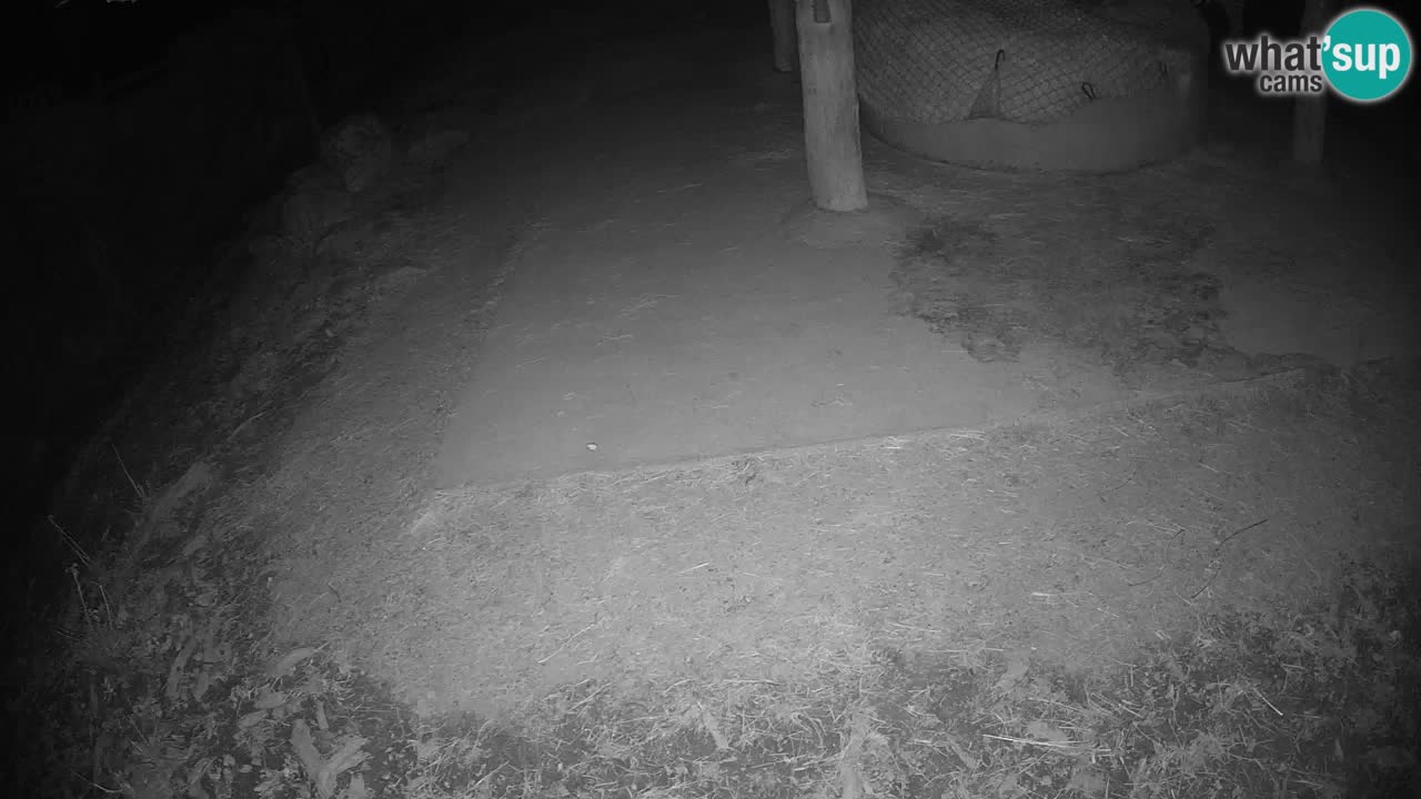 Live webcam Zebras in Ljubljana ZOO – Slovenia