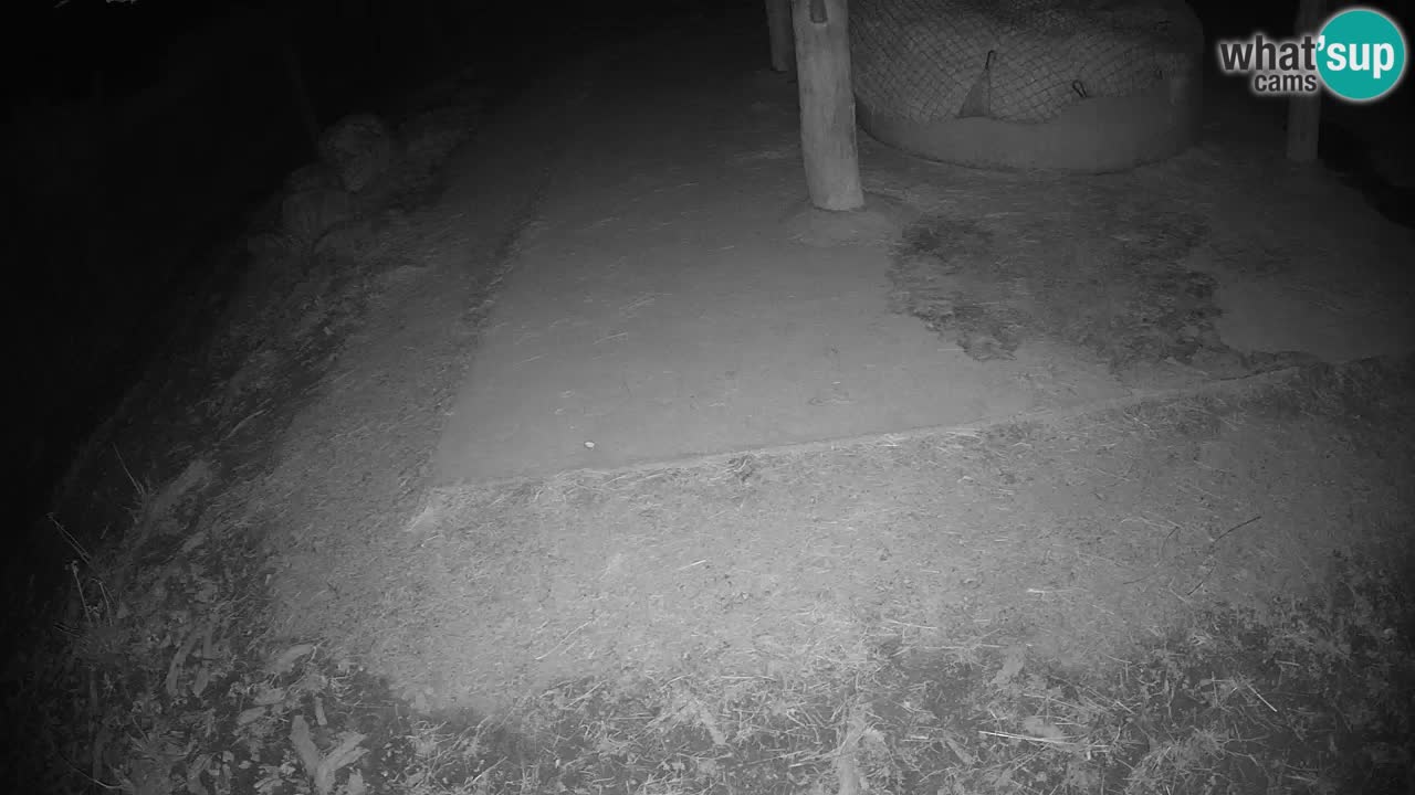 Camera en vivo Cebras in Ljubljana ZOO – Eslovenia