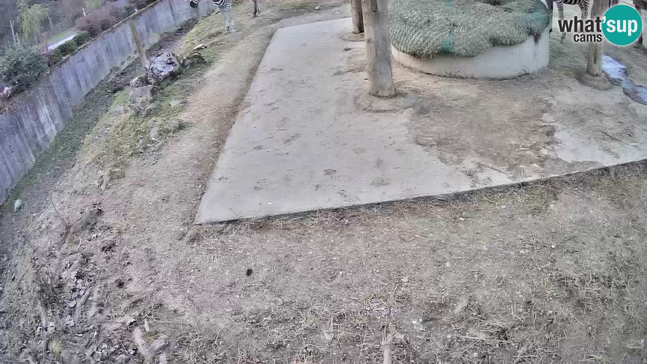 Live webcam Zebras in Ljubljana ZOO – Slovenia