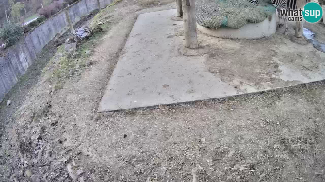 Live webcam Zebras in Ljubljana ZOO – Slovenia