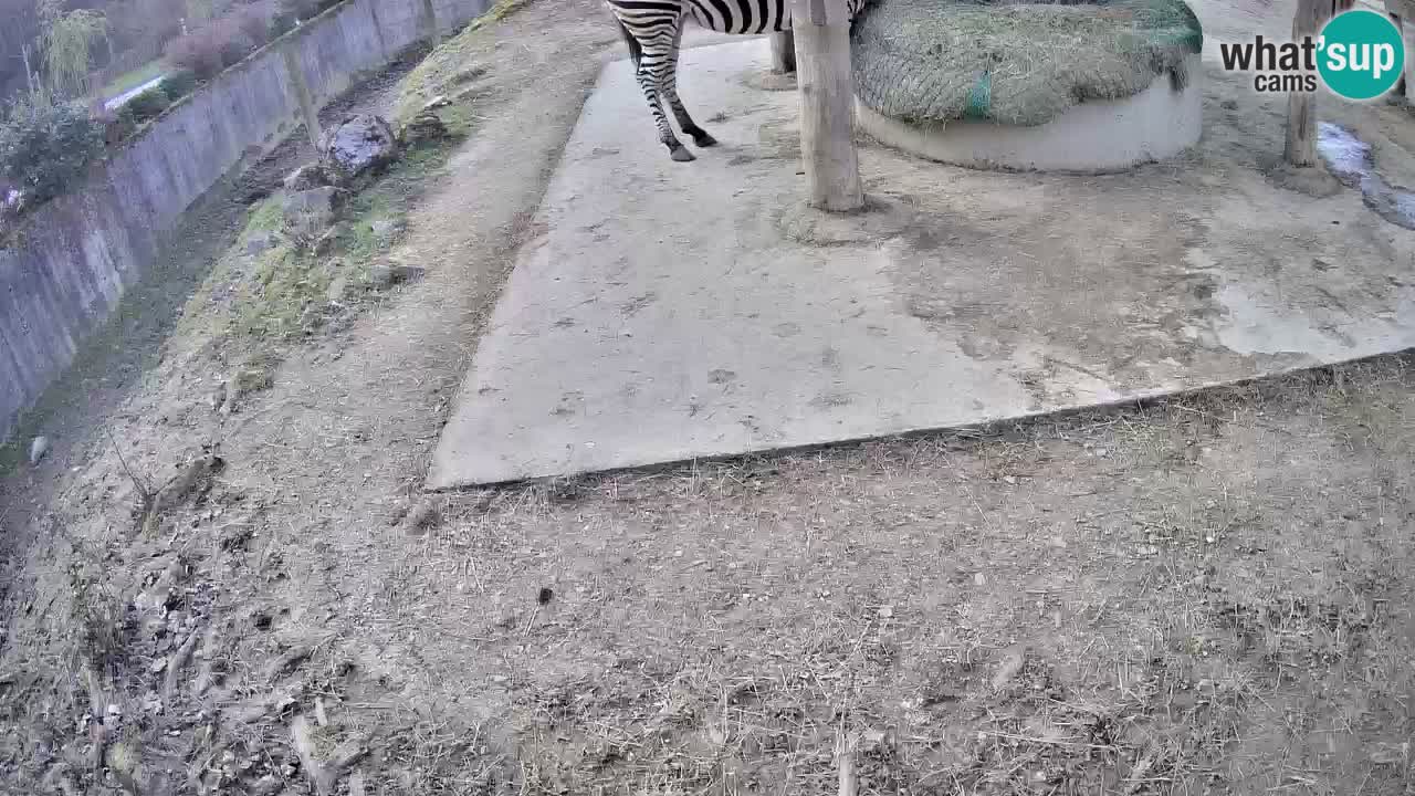 Live webcam Zebras in Ljubljana ZOO – Slovenia