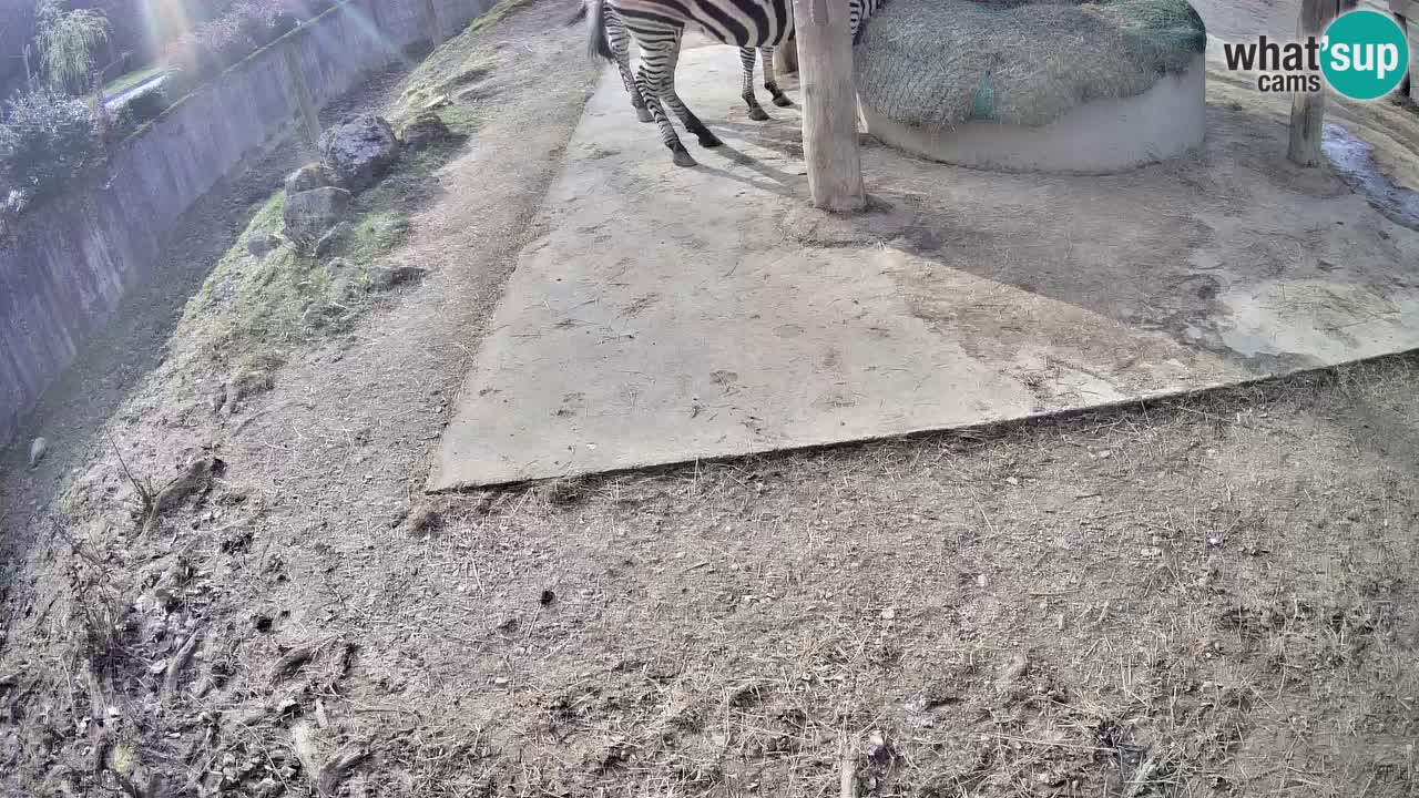 Live webcam Zebras in Ljubljana ZOO – Slovenia