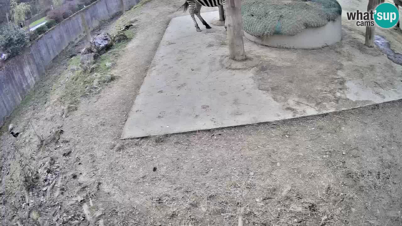Live Webcam Zebras in Ljubljana ZOO – Slowenien