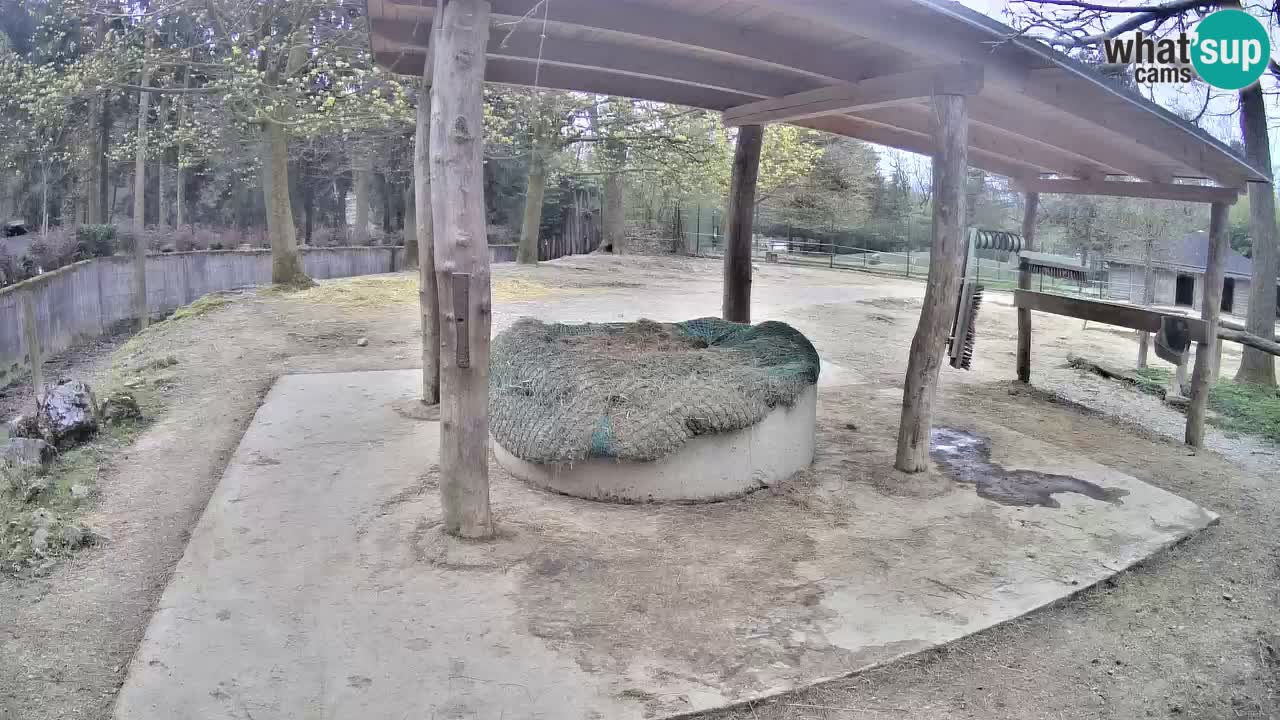 Live Webcam Zebras in Ljubljana ZOO – Slowenien