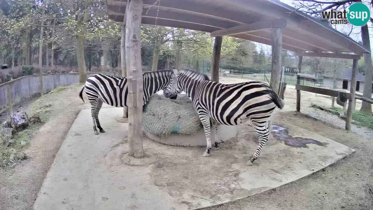 Camera en vivo Cebras in Ljubljana ZOO – Eslovenia