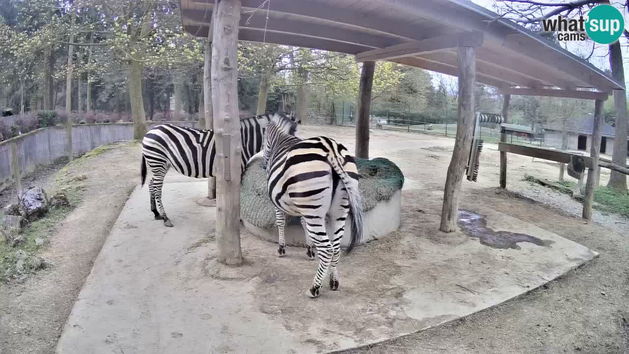 Zebre v živo v živalskem vrtu Ljubljana ZOO spletne kamere
