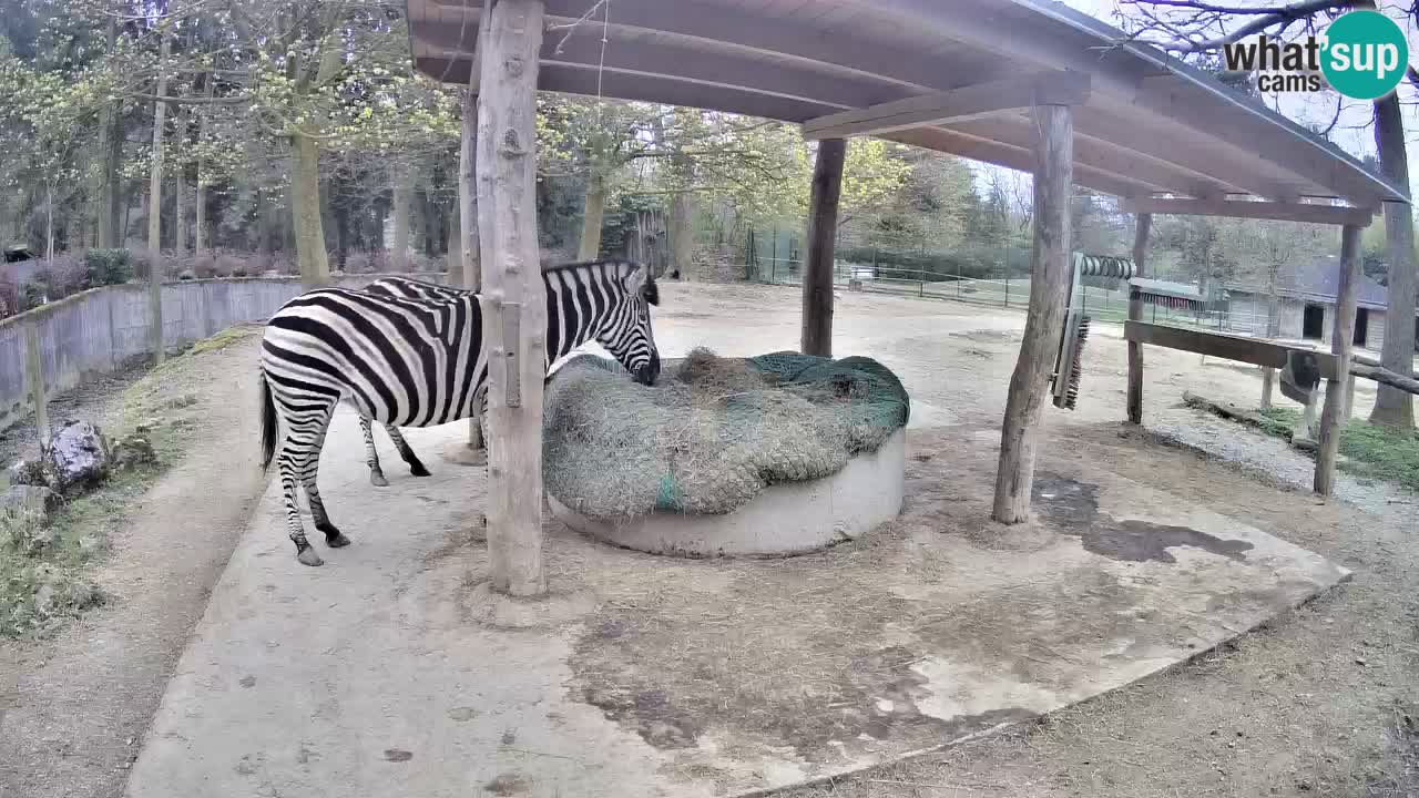 Web kamera uživo Zebras u ZOO Ljubljana – Slovenija