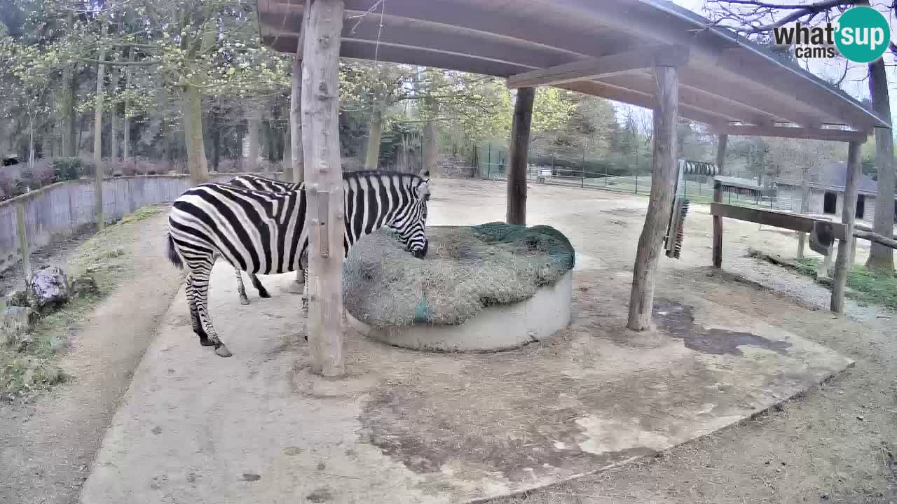 Web kamera uživo Zebras u ZOO Ljubljana – Slovenija