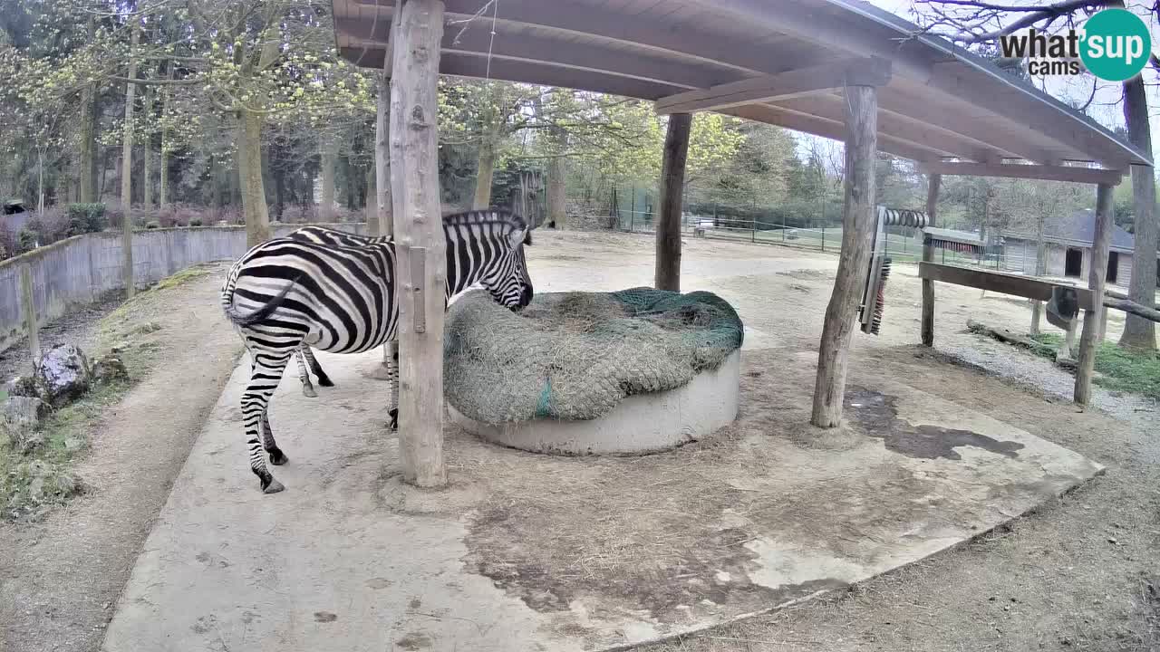 Le Zebre nello ZOO di Ljubljana – Slovenia Live webcam