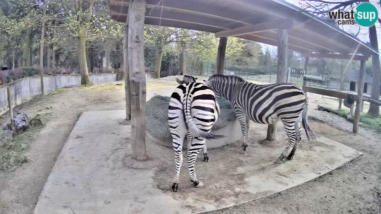 Web kamera uživo Zebras u ZOO Ljubljana – Slovenija