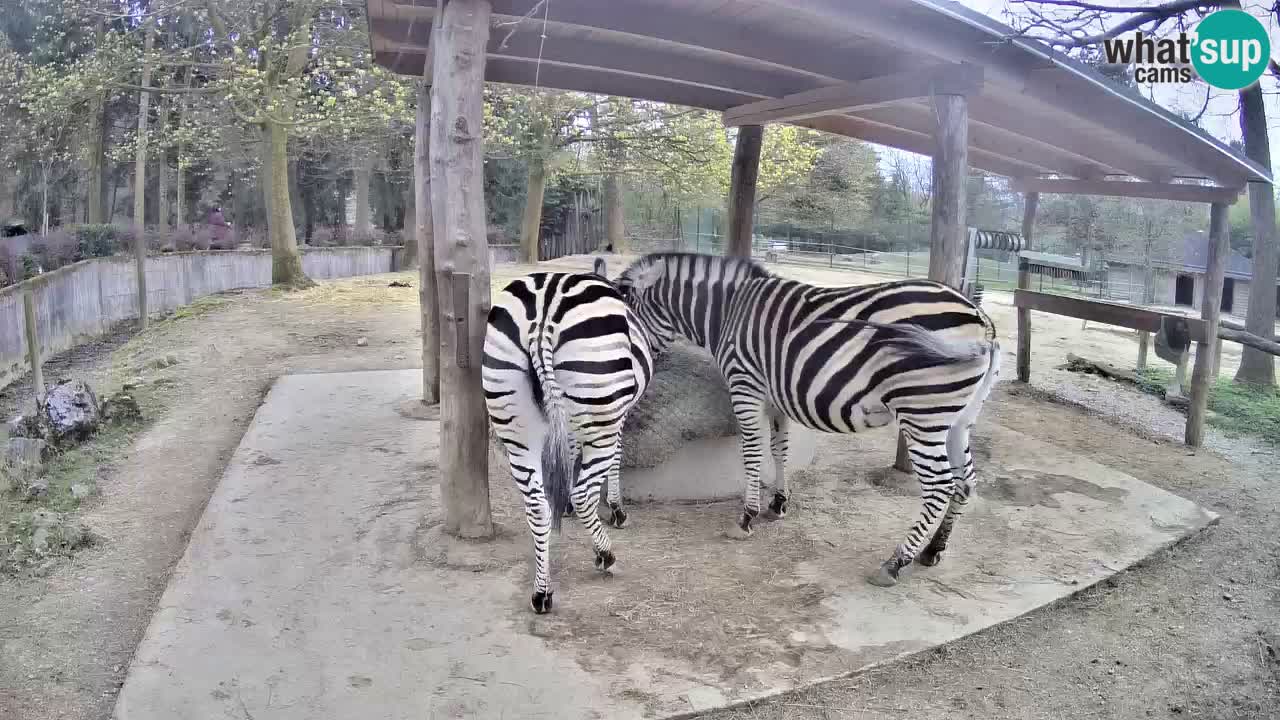 Live webcam Zebras in Ljubljana ZOO – Slovenia