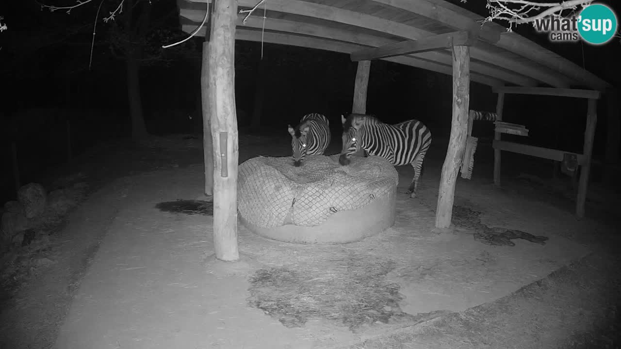 Live webcam Zebras in Ljubljana ZOO – Slovenia