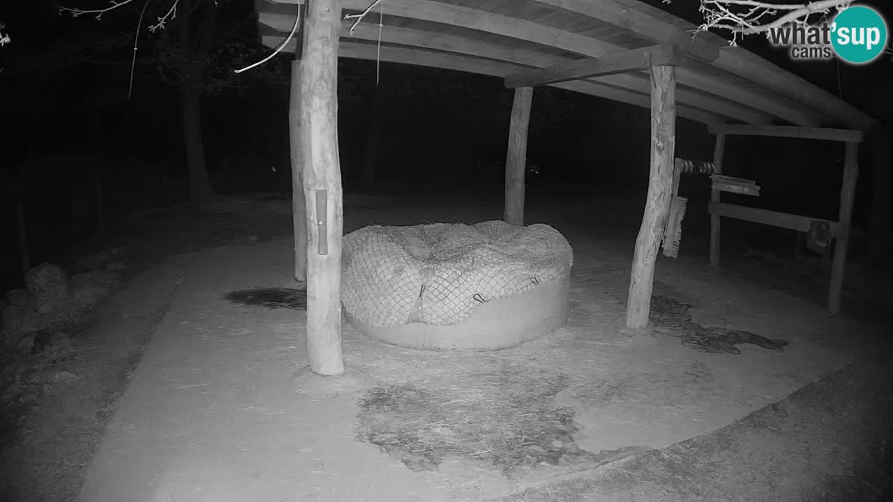 Camera en vivo Cebras in Ljubljana ZOO – Eslovenia