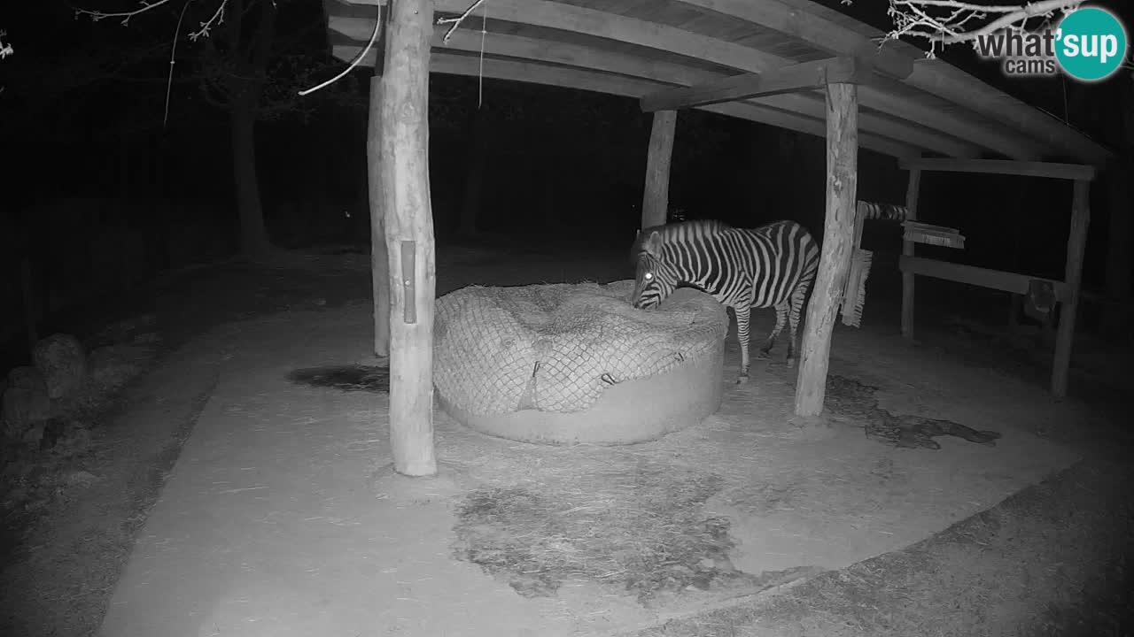 Web kamera uživo Zebras u ZOO Ljubljana – Slovenija