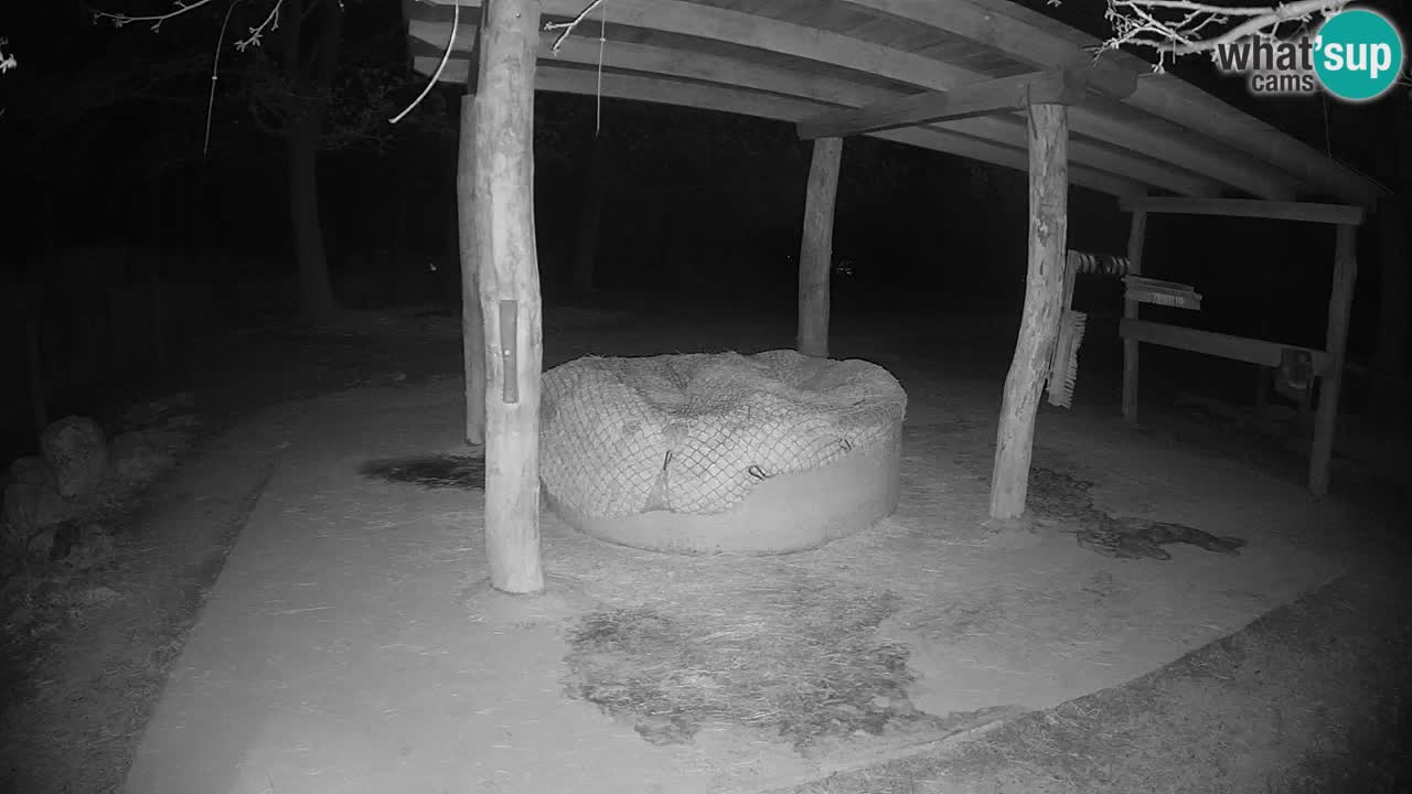 Camera en vivo Cebras in Ljubljana ZOO – Eslovenia