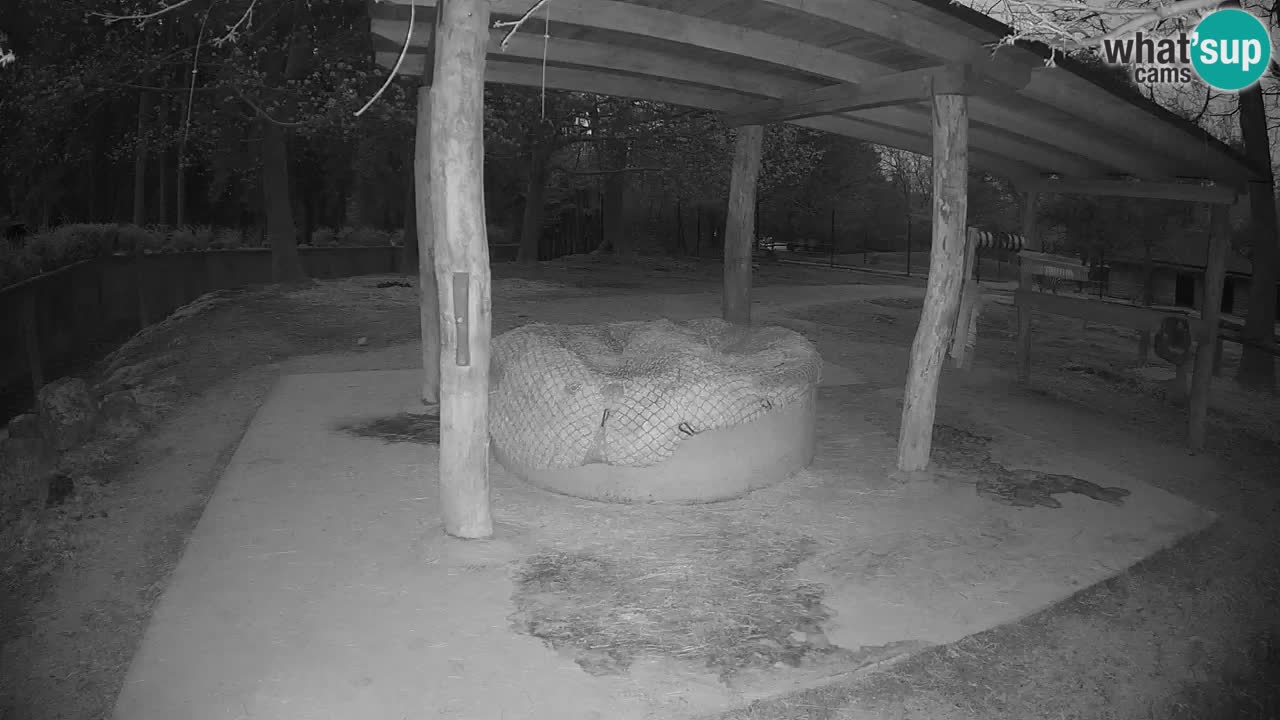 Live webcam Zebras in Ljubljana ZOO – Slovenia