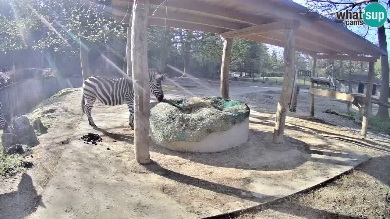 Live Webcam Zebras in Ljubljana ZOO – Slowenien