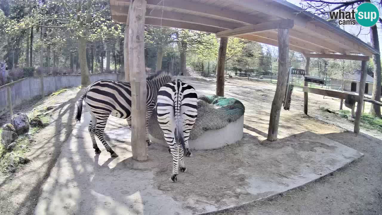 Live Webcam Zebras in Ljubljana ZOO – Slowenien