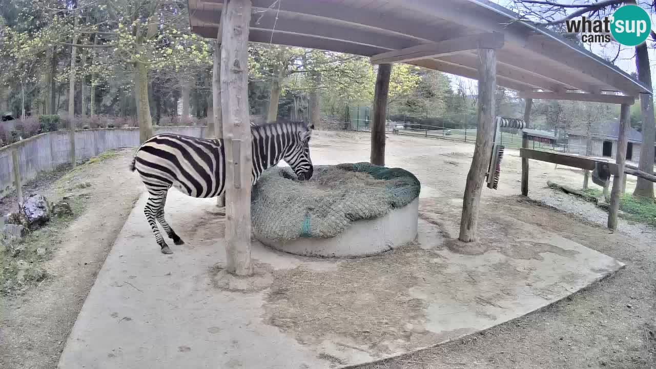 Camera en vivo Cebras in Ljubljana ZOO – Eslovenia