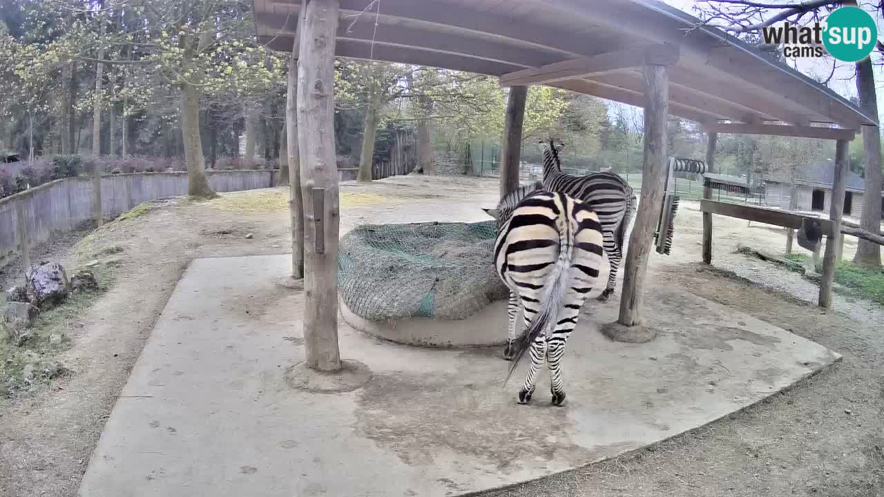 Live Webcam Zebras in Ljubljana ZOO – Slowenien
