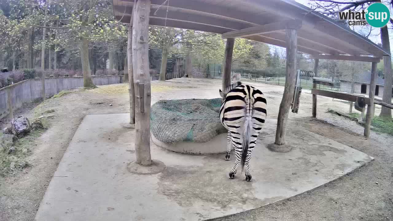 Live Webcam Zebras in Ljubljana ZOO – Slowenien