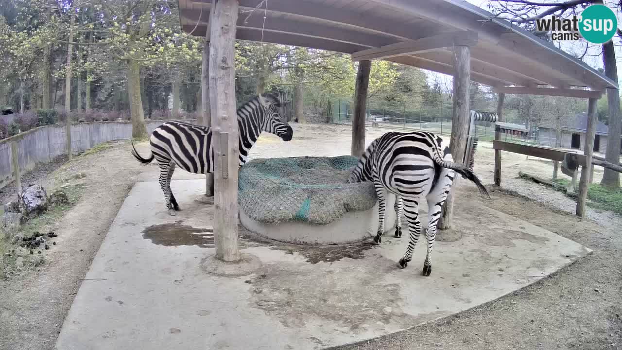 Zebre v živo v živalskem vrtu Ljubljana ZOO spletne kamere