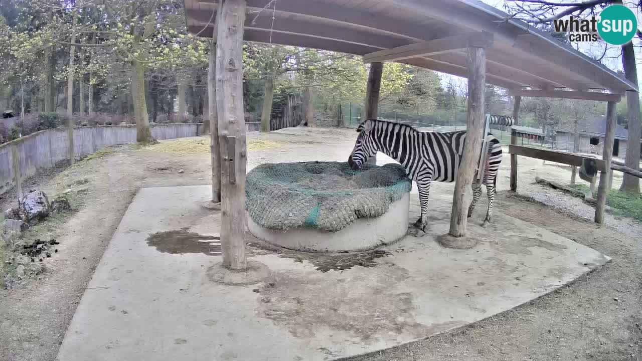 Le Zebre nello ZOO di Ljubljana – Slovenia Live webcam