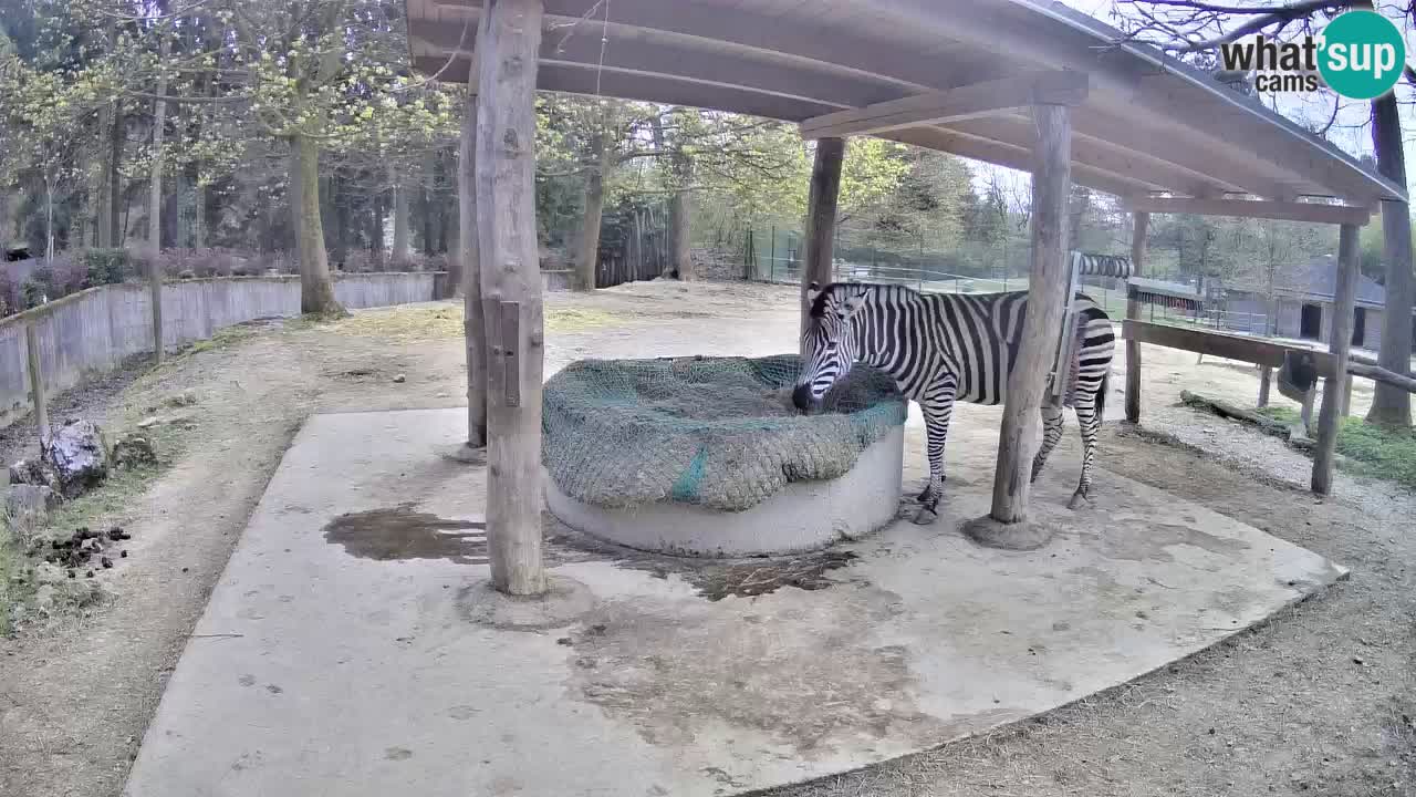 Web kamera uživo Zebras u ZOO Ljubljana – Slovenija