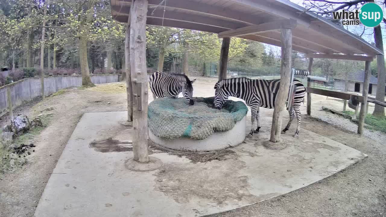 Web kamera uživo Zebras u ZOO Ljubljana – Slovenija