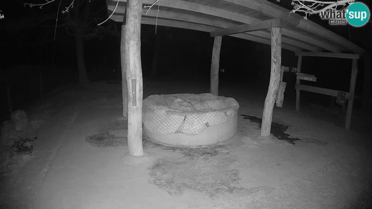 Live webcam Zebras in Ljubljana ZOO – Slovenia