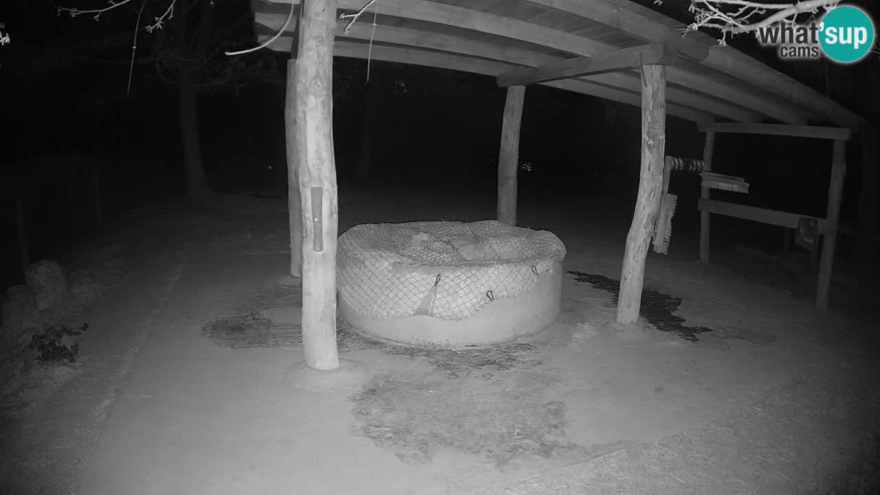 Live webcam Zebras in Ljubljana ZOO – Slovenia