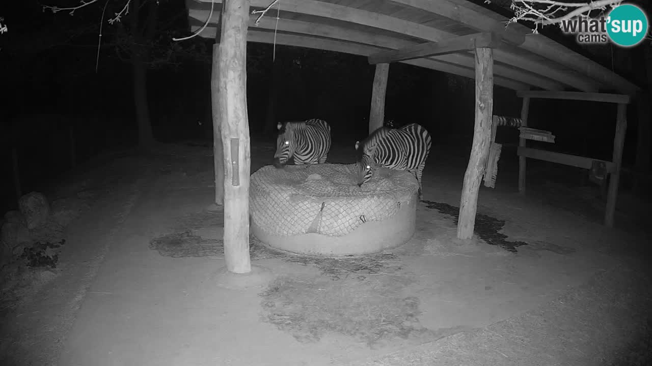 Live webcam Zebras in Ljubljana ZOO – Slovenia