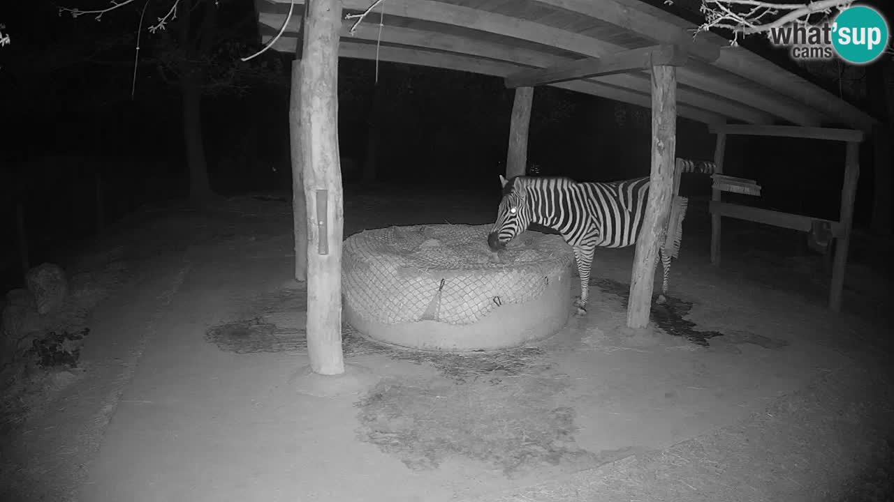 Live webcam Zebras in Ljubljana ZOO – Slovenia