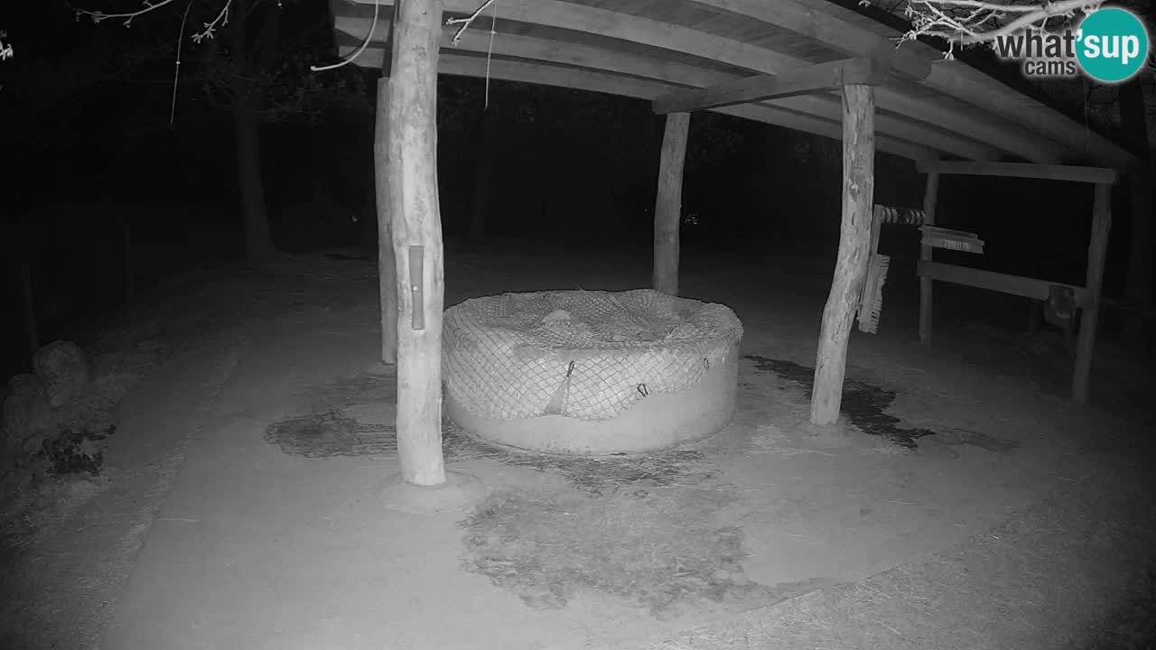 Live webcam Les zèbres in Ljubljana ZOO – Slovénie