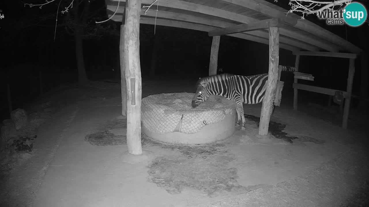 Live webcam Les zèbres in Ljubljana ZOO – Slovénie
