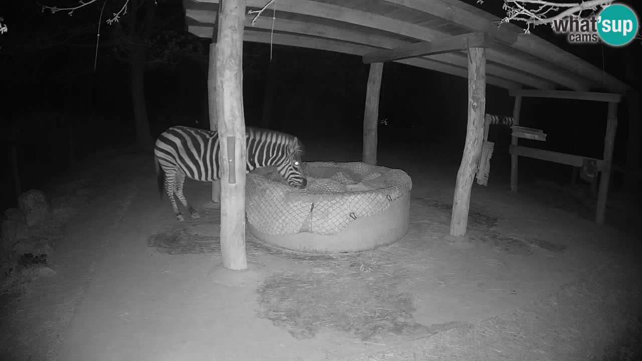 Le Zebre nello ZOO di Ljubljana – Slovenia Live webcam
