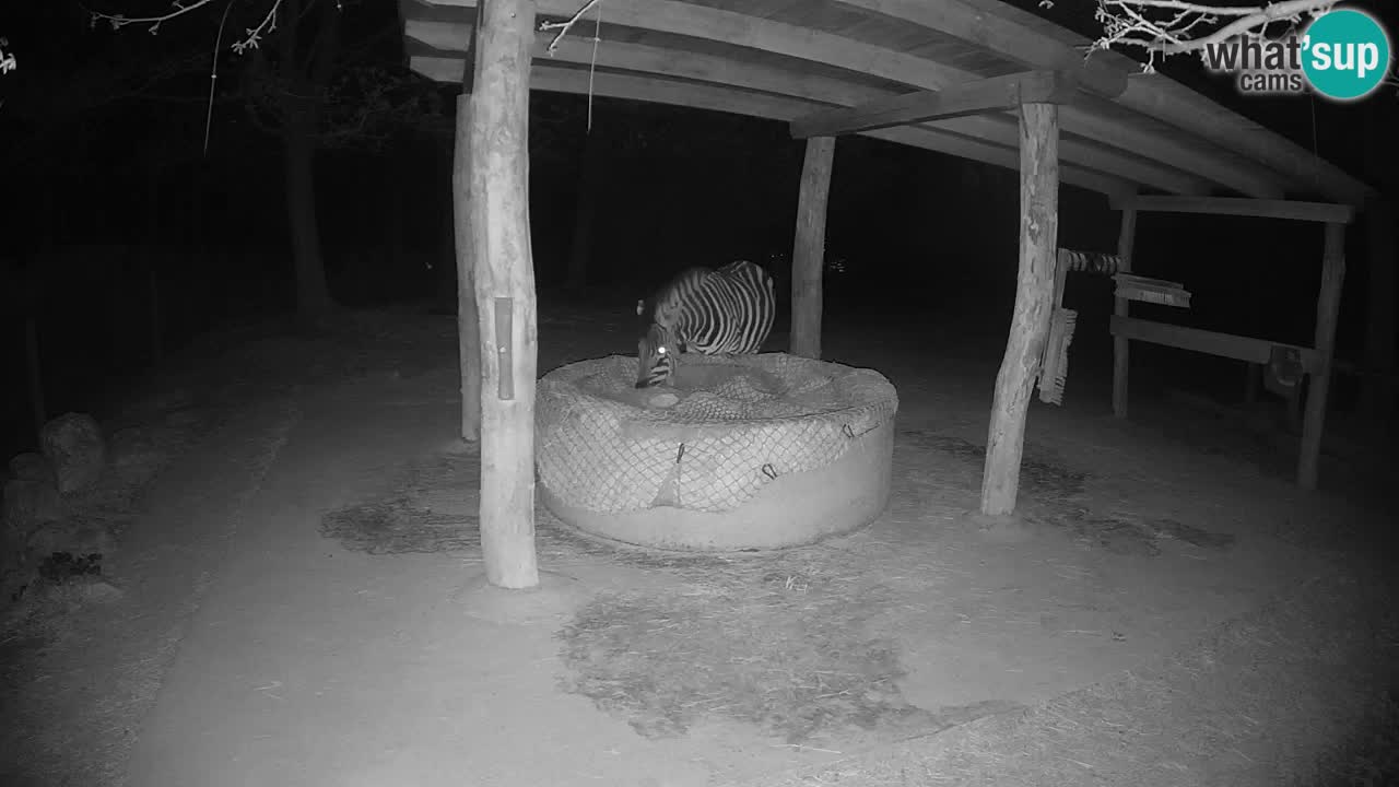 Le Zebre nello ZOO di Ljubljana – Slovenia Live webcam