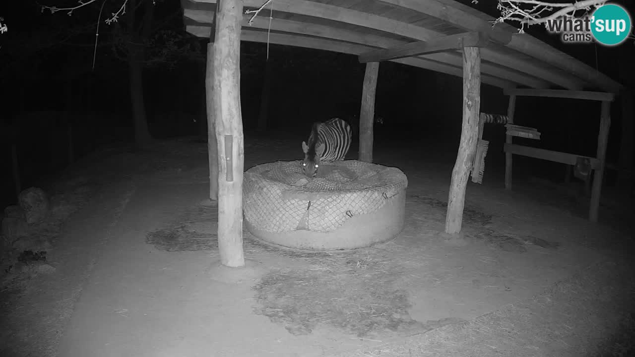 Camera en vivo Cebras in Ljubljana ZOO – Eslovenia