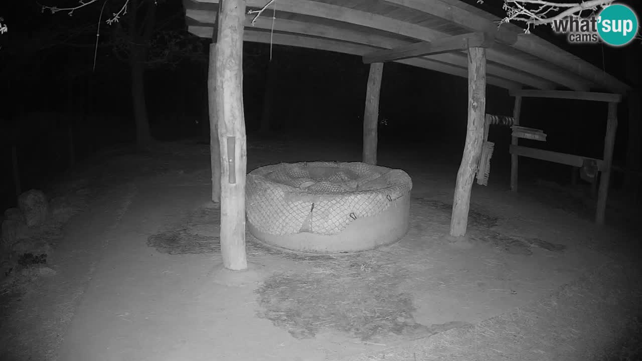 Camera en vivo Cebras in Ljubljana ZOO – Eslovenia