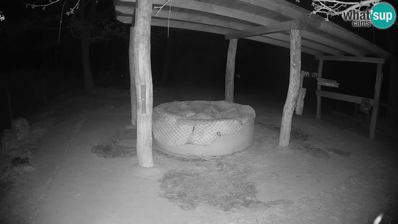 Live Webcam Zebras in Ljubljana ZOO – Slowenien