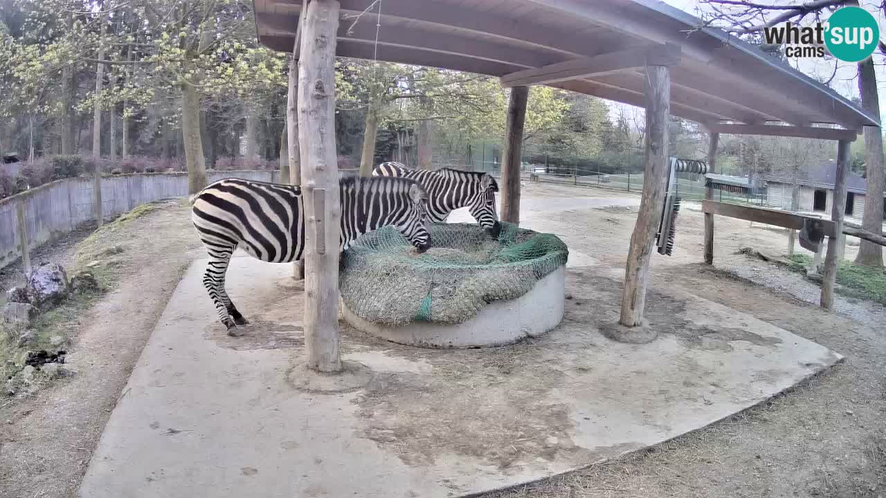 Live Webcam Zebras in Ljubljana ZOO – Slowenien